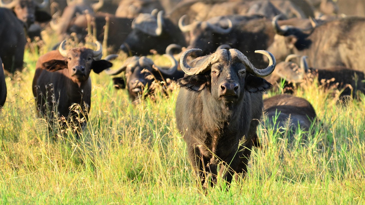 5 day group joining safari from moshi
